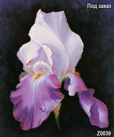 ������� Z0039, ����� Surreality, �������� Still Life